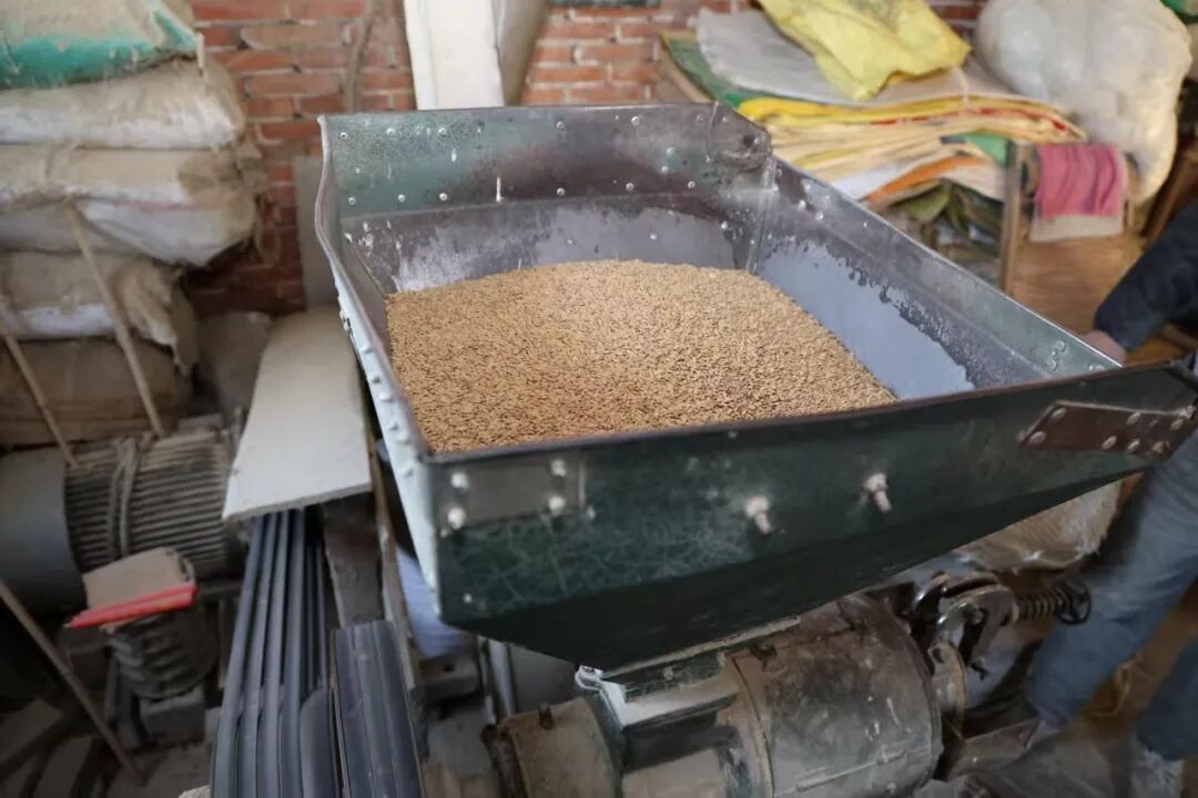 免费加工！80年代碾米机，守住金山老味道