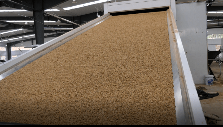 一碗水乡 太子参烤房变身“稻谷烘干机”，日烘70吨解民忧