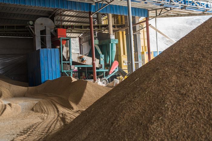 千亩稻田的“金色算盘” 从种植到加工，如何实现百万元盈利